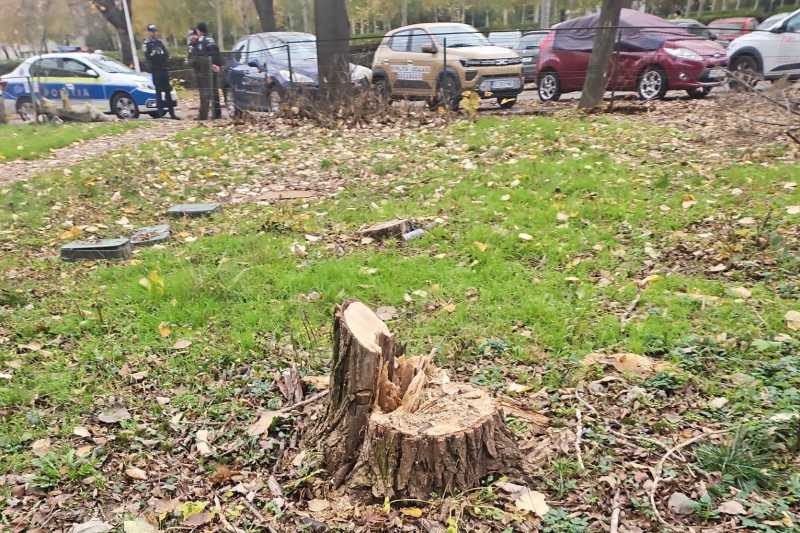 politia locala amenzi de 50 000 de lei pentru taierea a 10 arbori pe un teren din strada gheorghe tatarescu 6928281beb728