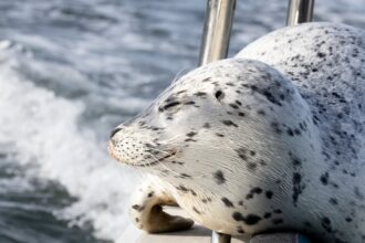 seal escapes from pod of killer whales by jumping on to photographers boat 691674a4ebd3b