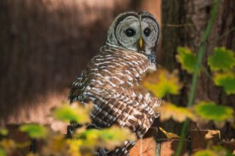 senate declines to halt plan to kill off half million barred owls by fish and wildlife service 690525dbe809d