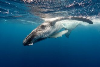stranded whale euthanized after failed rescue attempt off oregon coast 691cf5e9dd878