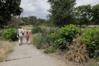 taierea ilegala de arbori din spatiile verzi urbane se va pedepsi cu inchisoarea proiect initiat de ministerul mediului 6923013e40a21