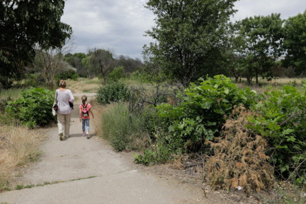 taierea ilegala de arbori din spatiile verzi urbane se va pedepsi cu inchisoarea proiect initiat de ministerul mediului 6923013e40a21