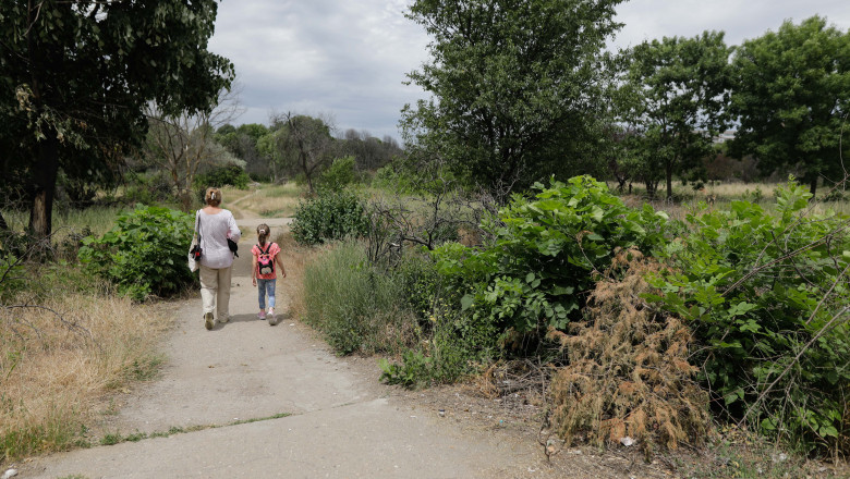 taierea ilegala de arbori din spatiile verzi urbane se va pedepsi cu inchisoarea proiect initiat de ministerul mediului 6923013e40a21