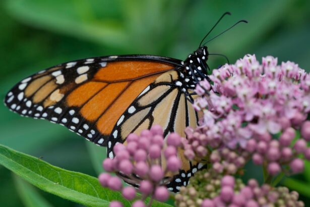 trump officials reveal plan to roll back regulations in endangered species act 691ef5fcbbf6c