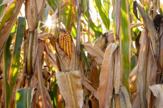 trump officials set to approve forever chemical as pesticide ingredient 6911e45c02b58