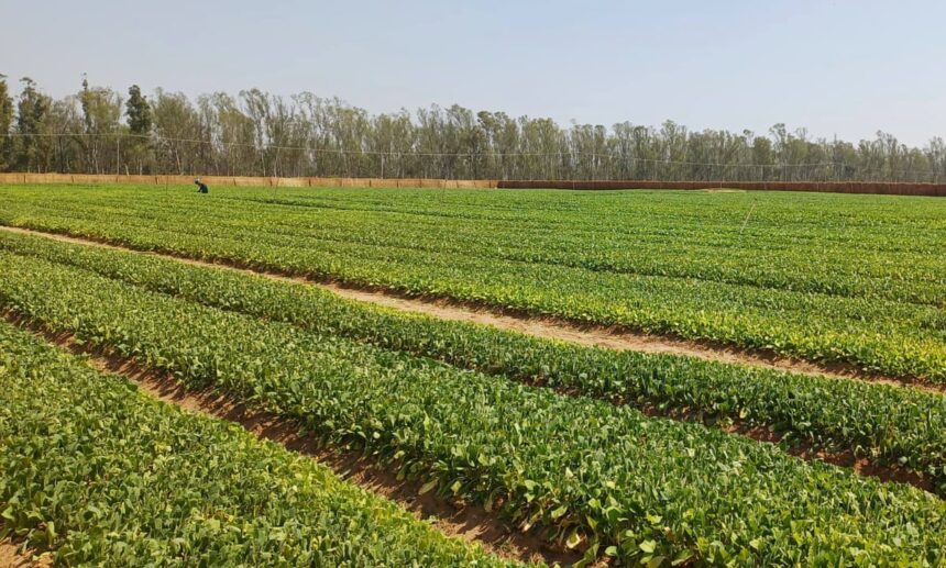 utter hypocrisy tobacco firm lobbied against rules in africa that are law in uk 6915e622de68d