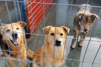 video eutanasierea cainilor sanatosi ar putea fi interzisa noi propuneri legislative pentru protectia animalelor 6924658455245