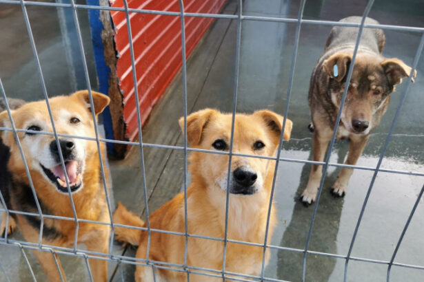 video eutanasierea cainilor sanatosi ar putea fi interzisa noi propuneri legislative pentru protectia animalelor 6924658455245