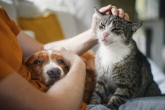 video romania are 86 milioane de caini si pisici cat ajunge sa cheltuie lunar o familie pentru animalul de companie 691117acbf5c8