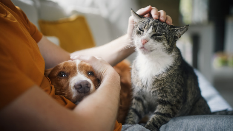 video romania are 86 milioane de caini si pisici cat ajunge sa cheltuie lunar o familie pentru animalul de companie 691117acbf5c8