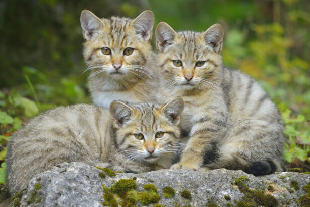 video trei pui de pisica salbatica surprinsi pe camerele de monitorizare jucandu se cu mama lor intr o padure din suceava 6905c21fccf81