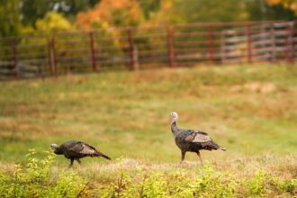 wild turkeys off the menu in maine after forever chemicals found in birds 69284de34e5c9