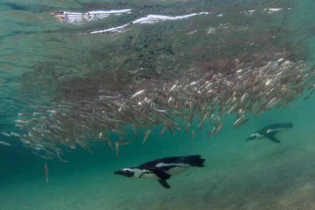 60000 african penguins starve to death after sardine numbers collapse study 693292d2ca103