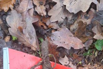 botosani grenada de mana descoperita intr o padure cu detectorul de metale 692dc0120344a