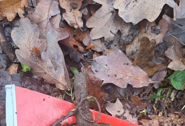 botosani grenada de mana descoperita intr o padure cu detectorul de metale 692dc0120344a