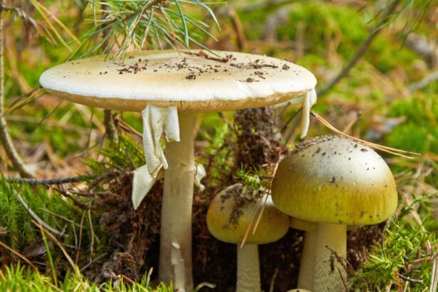 california officials warn foragers after person dies from poison mushroom 69349cececfb9