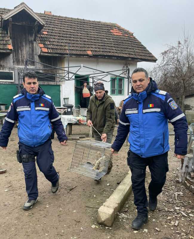 gorj jandarmii montani au capturat o pisica salbatica in curtea unui localnic din tismana 6938243d0593c