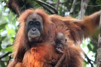 indonesia floods were extinction level disturbance for rare orangutan species 693c1c955d90b
