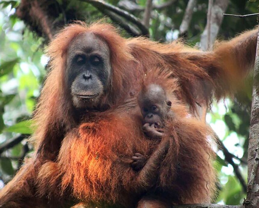 indonesia floods were extinction level disturbance for rare orangutan species 693c1c955d90b