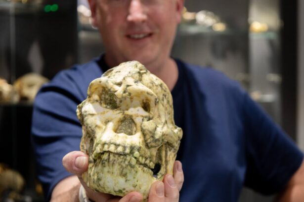 little foot hominin fossil may be new species of human ancestor 693ee05a8db8d