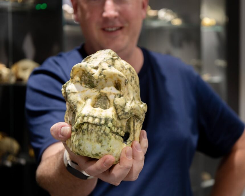 little foot hominin fossil may be new species of human ancestor 693ee05a8db8d
