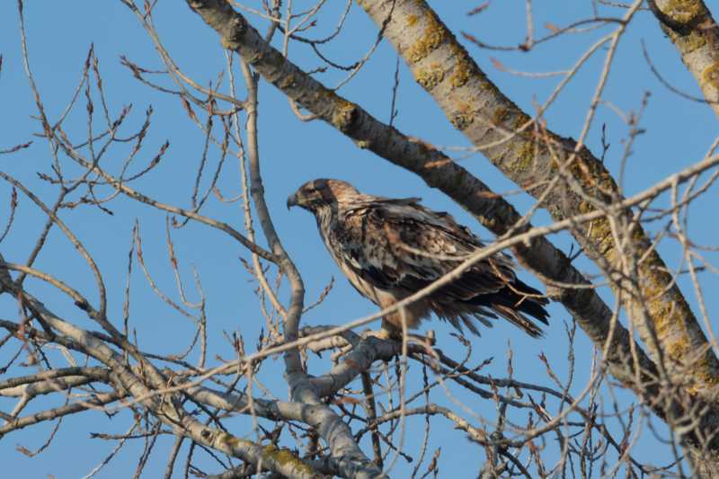 mures acvila de camp critic periclitata in romania prioritatea ornitologilor grupului milvus in 2026 693826a345887