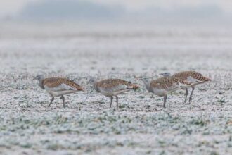 mures parteneri din opt tari europene intr un proiect de salvare a dropiei 6939b7cfdf05e