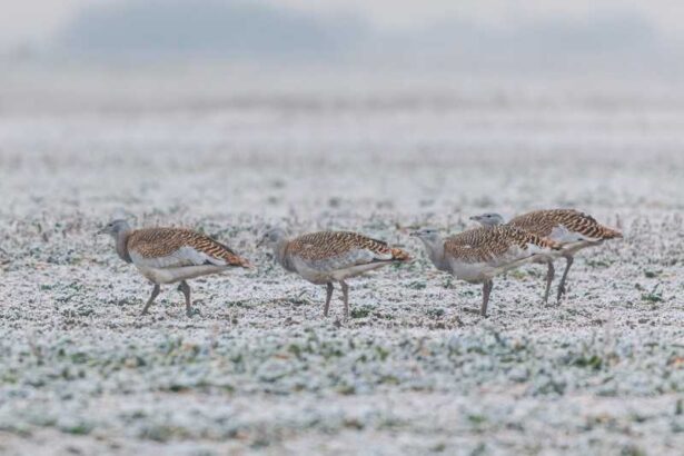 mures parteneri din opt tari europene intr un proiect de salvare a dropiei 6939b7cfdf05e