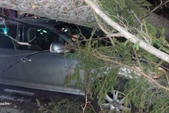 prahova mai multi copaci au cazut la sinaia din cauza vantului puternic 694ecf763ab05