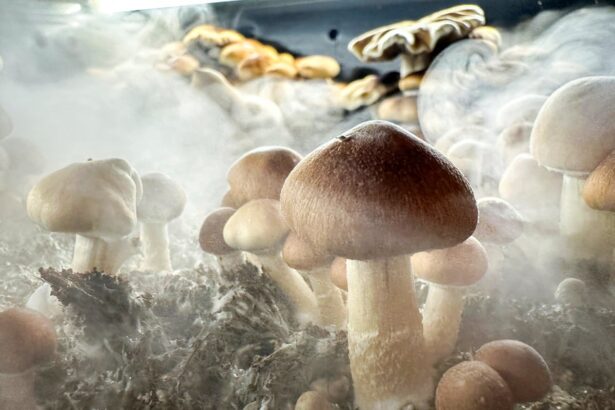 psychedelic treatments show promise for ocd while cannabis doesnt review finds 693da3f069fe0