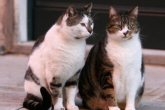 scandal la craiova din cauza limitarii numarului de animale la bloc primaria data in judecata de proprietari de caini si pisici 6952cbab95341