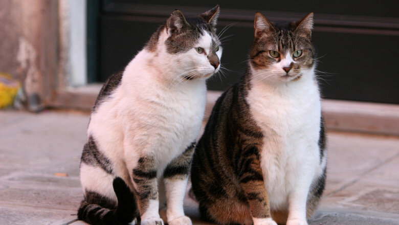 scandal la craiova din cauza limitarii numarului de animale la bloc primaria data in judecata de proprietari de caini si pisici 6952cbab95341