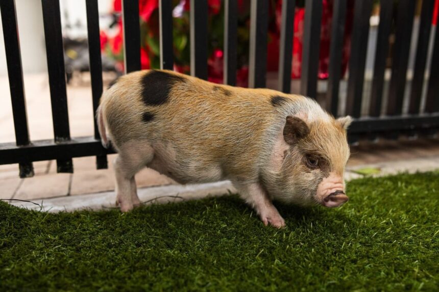 this swine life pig named six seven pardoned by miami dade mayor 69389f94bfa69