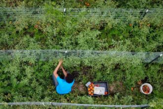trump unveils 12bn aid package for us farmers amid tariff fallout 6937483ad5267