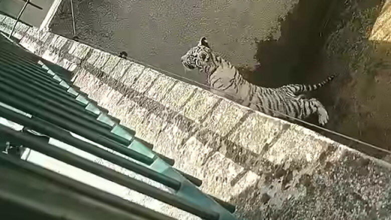 un pui de tigru alb a murit la gradina zoologica din craiova dupa ce a inghitit o punga de plastic nu e primul incident de acest fel 69538d0d88e11