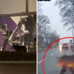 video un urs a fost filmat in fata unui mall din brasov a doua zi a fost surprins un urs care a trecut soseaua prin fata masinilor 692efd358ee4b