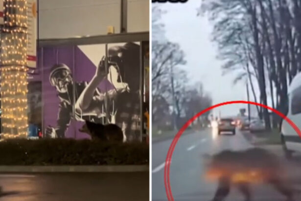 video un urs a fost filmat in fata unui mall din brasov a doua zi a fost surprins un urs care a trecut soseaua prin fata masinilor 692efd358ee4b