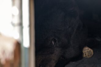 we call him unbearable california homeowner laments uninvited beast 6938b9a1688bf