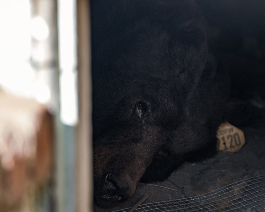 we call him unbearable california homeowner laments uninvited beast 6938b9a1688bf