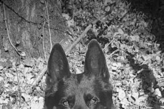 a murit suier unul dintre cei mai respectati caini politisti din romania 6957f85274a1c