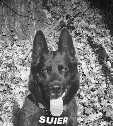 a murit suier unul dintre cei mai respectati caini politisti din romania 6957f85274a1c