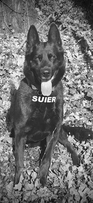 a murit suier unul dintre cei mai respectati caini politisti din romania 6957f85274a1c