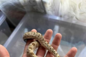 bihor crescatorie neautorizata de reptile unele foarte veninoase descoperita intr o camera de bloc in orasul stei 69691bce92b22