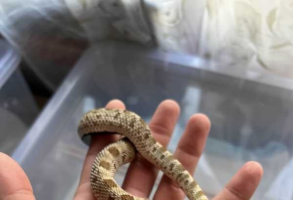 bihor crescatorie neautorizata de reptile unele foarte veninoase descoperita intr o camera de bloc in orasul stei 69691bce92b22