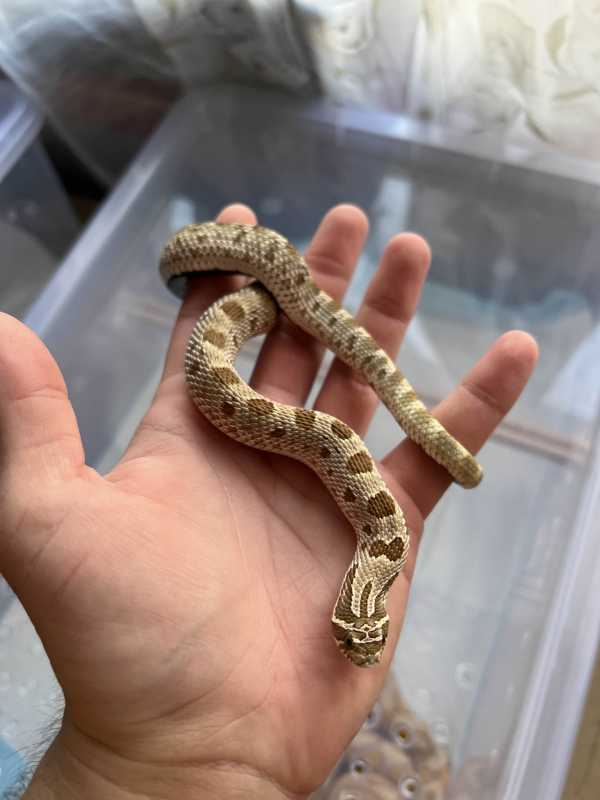 bihor crescatorie neautorizata de reptile unele foarte veninoase descoperita intr o camera de bloc in orasul stei 69691bce92b22