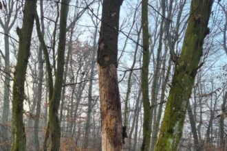 bihor in padurea din baile felix se taie doar arbori uscati si rupti precizeaza directia silvica 6977befc53bcd