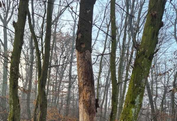 bihor in padurea din baile felix se taie doar arbori uscati si rupti precizeaza directia silvica 6977befc53bcd