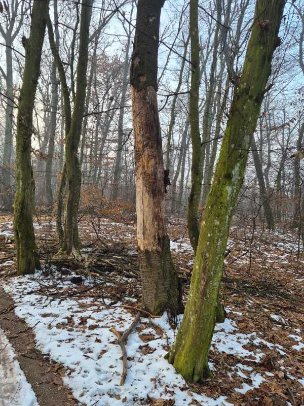 bihor in padurea din baile felix se taie doar arbori uscati si rupti precizeaza directia silvica 6977befc53bcd