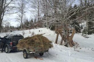 buzau peste 60 de tone de hrana asigurata animalelor salbatice in padurile administrate de directia silvica pe timp de iarna 697c552729dfb