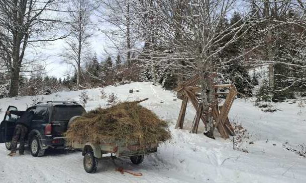 buzau peste 60 de tone de hrana asigurata animalelor salbatice in padurile administrate de directia silvica pe timp de iarna 697c552729dfb